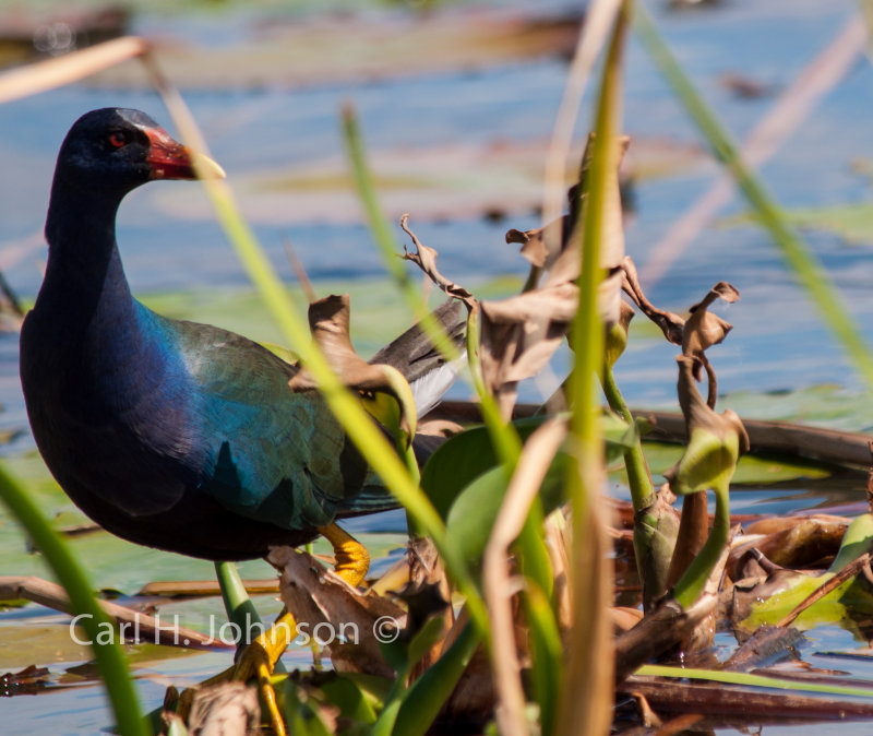 common moorhen 