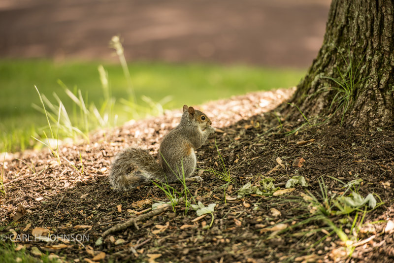 DSC_4145.jpg