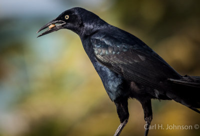 male Grackle (Quiscalus mexicanus) 2 images