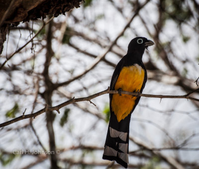 Black-headed Trogon (Trogon melanocephalus)