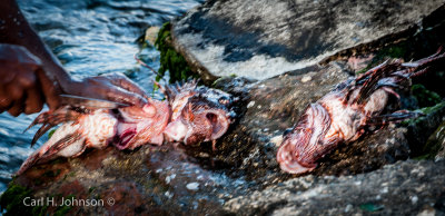 _DSC7265.jpg