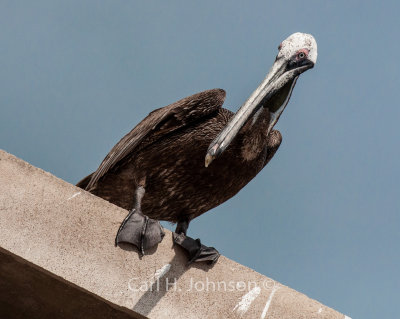 pelican