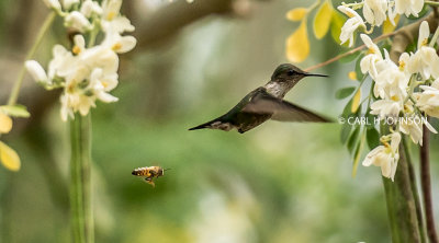 Courtship of the birds and the bees