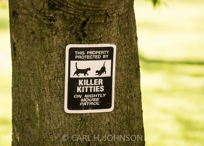 Killer Kitties
