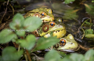 2-images Green Frogs Breeding