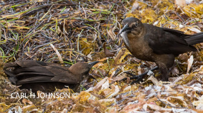 Mother Grackle feeding her chick 2-images