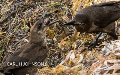 The Great-tailed Grackle or Mexican Grackle (Quiscalus mexicanus)