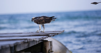 2-images of a Mexican Grackle being territorial against an Osprey