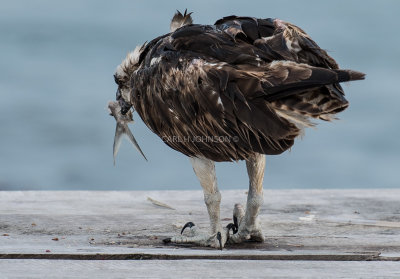 osprey_in_mexico