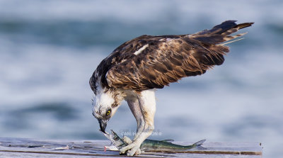 animals_and_birds_of_mexico