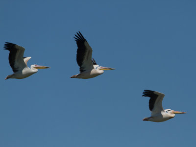 Great White Pelican / Roze Pelikaan / Pelecanus onocrotalus