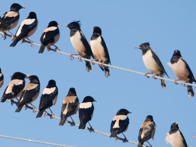 Rosy Starling / Roze Spreeuw / Pastor roseus