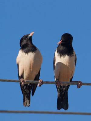 Rosy Starling / Roze Spreeuw / Pastor roseus