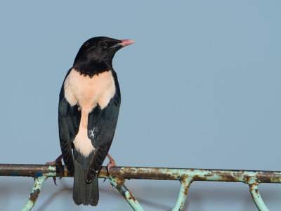 Rosy Starling / Roze Spreeuw / Pastor roseus