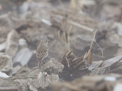 Water Pipit / Waterpieper / Anthus spinoletta