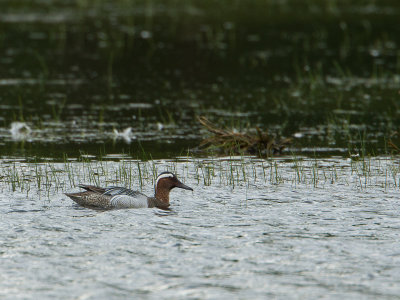 Zomertaling / Garganey / Anas Querquedula 