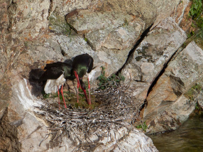 Zwarte ooievaar / Black Stork / Ciconia nigra 