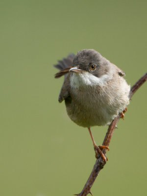 Grasmus / Whitethroat /  Sylvia communis