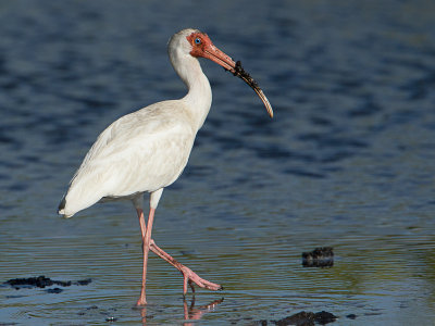 White Ibis / Witte ibis / Eudocimus albus 