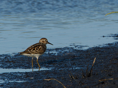 Least Sandpiper / Kleinste strandloper / Calidris minutilla