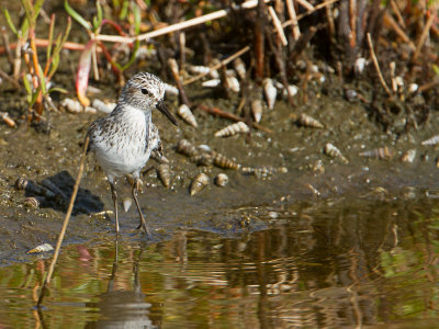 White-rumped Sandpiper / Bonapartes Strandloper / Calidris fuscicollis