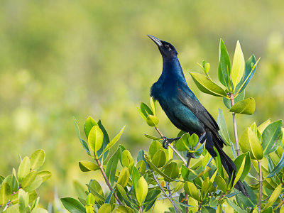 Boat-tailed Grackle / Bootstaarttroepiaal / Quiscalus major 