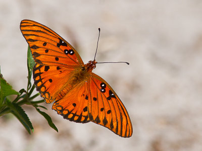 Butterflies USA