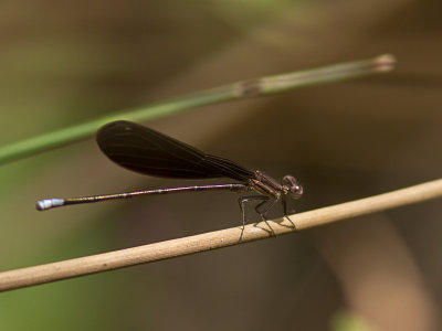 Variable Dancer / Argia fumipennis