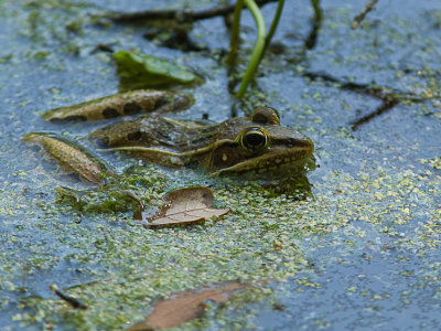 Sourthern Leopard Frog / Zuidelijke Luipaardkikker / Rana Blain