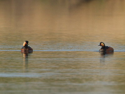 Geoorde fuut / Black-necked Grebe / Podiceps nigricollis