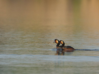 Geoorde fuut / Black-necked Grebe / Podiceps nigricollis