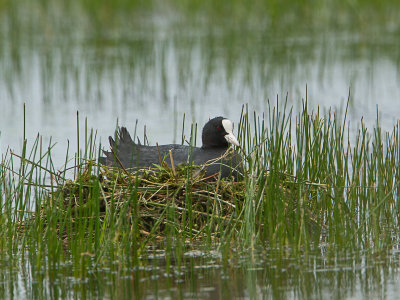 Meerkoet / Eurasian Coot / Fulica atra