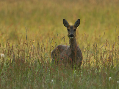 Ree / Roe Deer / Capreolus capreolus