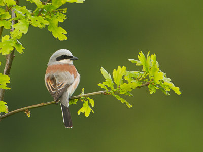 Grauwe klauwier / Red-backed Shrike / Lanius collurio