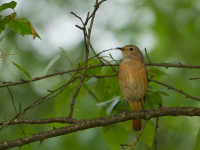 Gekraagde roodstaart / Common Redstart / Phoenicurus phoenicurus