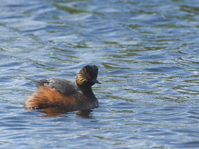 Geoorde fuut / Black-necked Grebe / Podiceps nigricollis