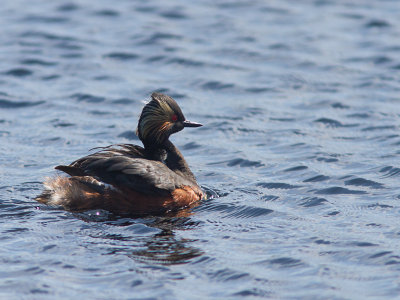 Geoorde fuut / Black-necked Grebe / Podiceps nigricollis