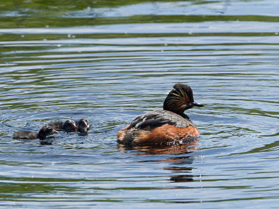 Geoorde fuut / Black-necked Grebe / Podiceps nigricollis