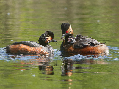 Geoorde fuut / Black-necked Grebe / Podiceps nigricollis