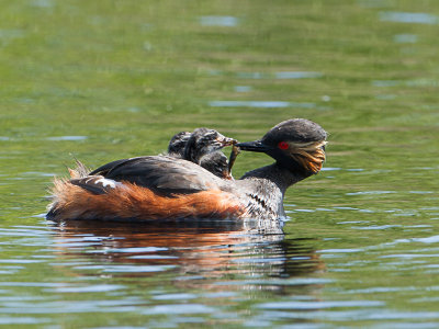 Geoorde fuut / Black-necked Grebe / Podiceps nigricollis