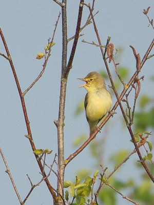 Spotvogel / Icterine Warbler / Hippolais icterina