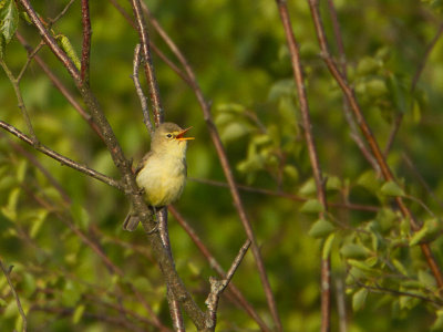 Spotvogel / Icterine Warbler / Hippolais icterina