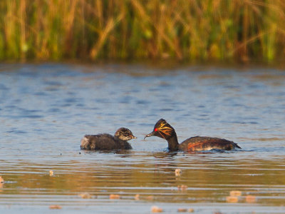 Geoorde fuut / Black-necked Grebe / Podiceps nigricollis