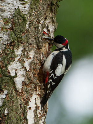 Grote Bonte Specht / Great Spotted Woodpecker / Dendrocopos major 