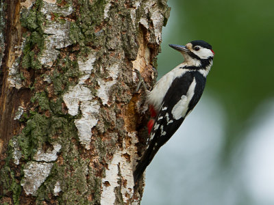 Grote Bonte Specht / Great Spotted Woodpecker / Dendrocopos major 