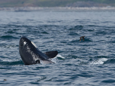 Killer whale / Orca / Orcinus orca