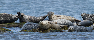 Harbor seal / Gewone zeehond / Phoca vitulina