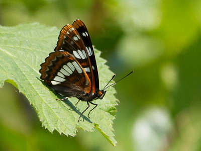 Lorquins Admiral / Limenitis lorquini