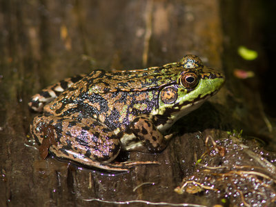 Northern Green Frog / Schreeuwkikker / Rana clamitans melanota