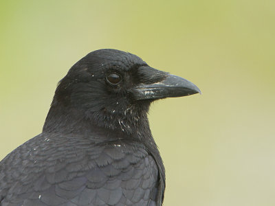 Northwestern Crow / Bairds Kraai / Covus caurinus